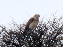 Circaetus pectoralis