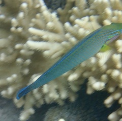 Halichoeres richmondi