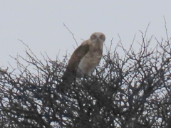 Circaetus pectoralis