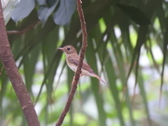 Cyornis brunneatus
