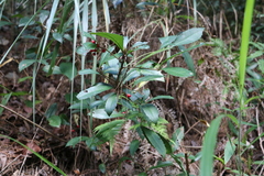 Ardisia cornudentata morrisonensis