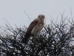 Circaetus pectoralis