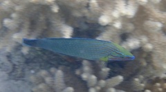 Halichoeres richmondi