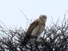 Circaetus pectoralis