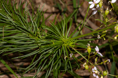 Stylidium laricifolium