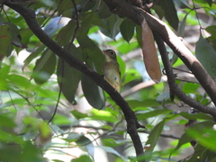 Cyornis brunneatus