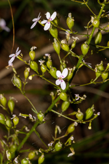 Stylidium laricifolium
