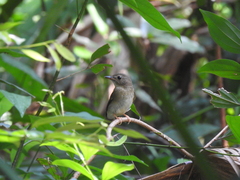Cyornis brunneatus
