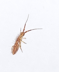 Orchesella flavescens