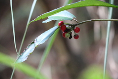Ardisia cornudentata morrisonensis