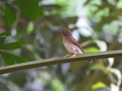 Cyornis brunneatus