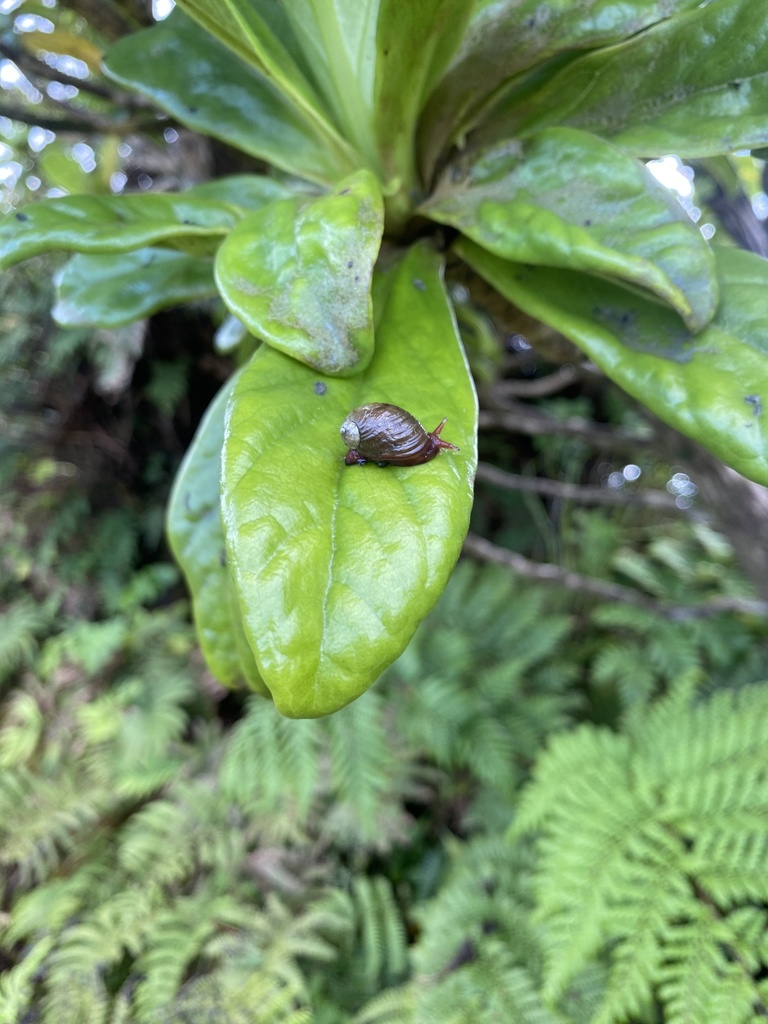 Blushing Snail