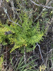 Cheilanthes viridis viridis