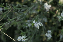 Heliotropium curassavicum