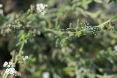 Heliotropium curassavicum