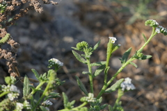 Heliotropium curassavicum