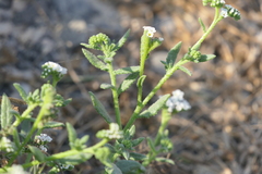 Heliotropium curassavicum