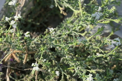 Heliotropium curassavicum