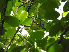 Ficedula zanthopygia