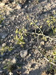 Sarcomphalus obtusifolius