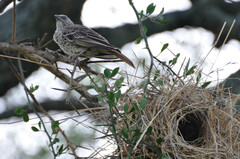 Histurgops ruficauda