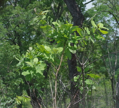 Terminalia brachystemma