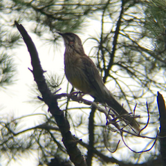 Anthochaera carunculata