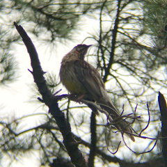 Anthochaera carunculata