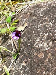 Torenia