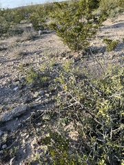 Sarcomphalus obtusifolius