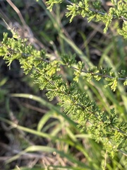 Asparagus suaveolens
