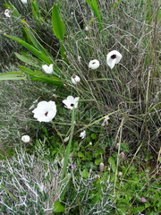Ranunculus asiaticus