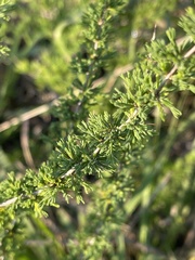 Asparagus suaveolens