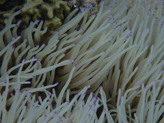 Heteractis crispa