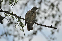 Histurgops ruficauda