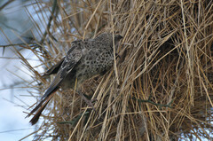 Histurgops ruficauda