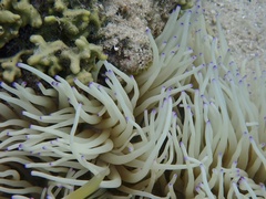 Heteractis crispa