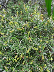 Sarcopoterium spinosum