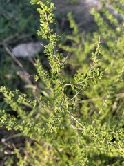 Asparagus suaveolens