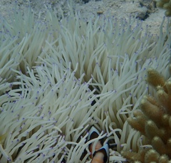 Heteractis crispa