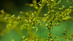 Panicum sarmentosum