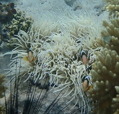 Heteractis crispa
