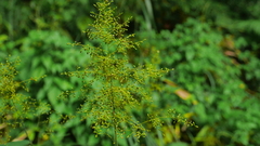 Panicum sarmentosum