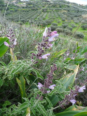 Salvia fruticosa