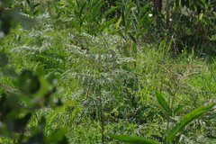 Pteridium centrali-africanum