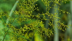 Panicum sarmentosum
