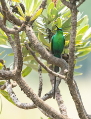 Nectarinia famosa famosa