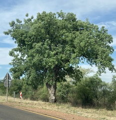 Sclerocarya birrea