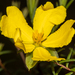 Hibbertia acutifolia - Photo (c) Tim Hammer, algunos derechos reservados (CC BY), subido por Tim Hammer