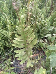 Phlebodium araneosum